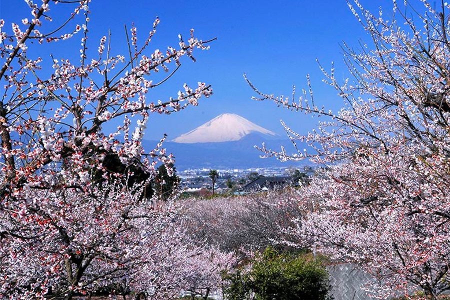 🌸 소가 매화숲(소가 바이린) 이미지 9